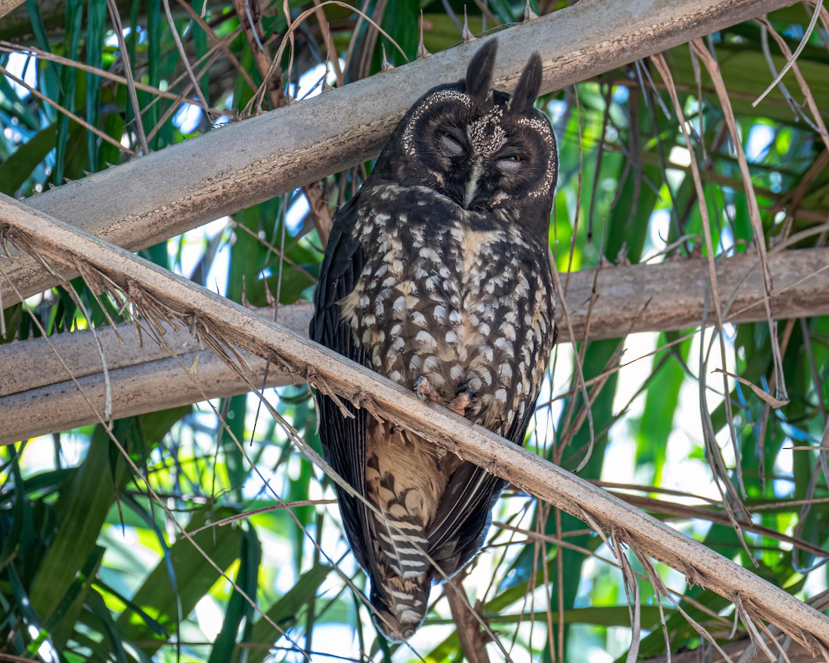 Stygian Owl - ML639705628