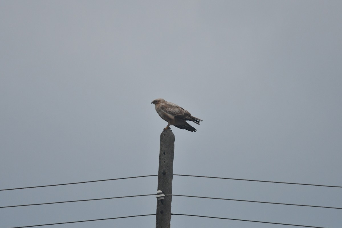 Long-legged Buzzard (Northern) - ML639705634