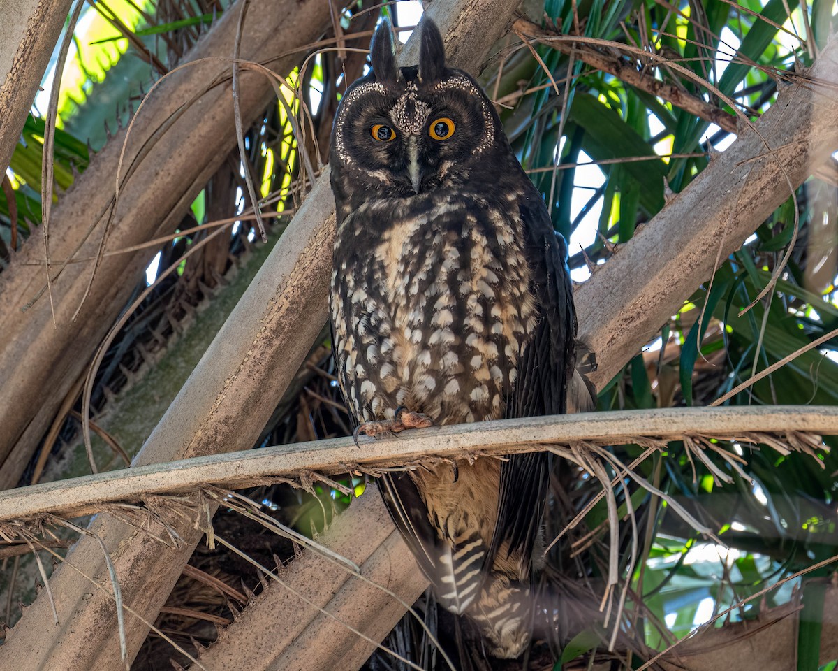 Stygian Owl - ML639705637