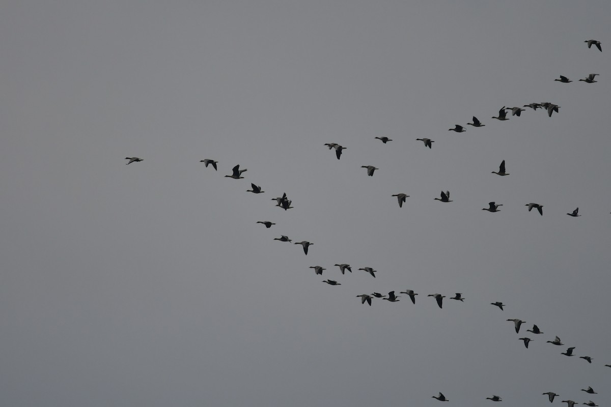 Greater White-fronted Goose - ML639705656