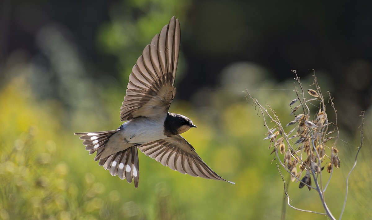 Barn Swallow - ML639705696