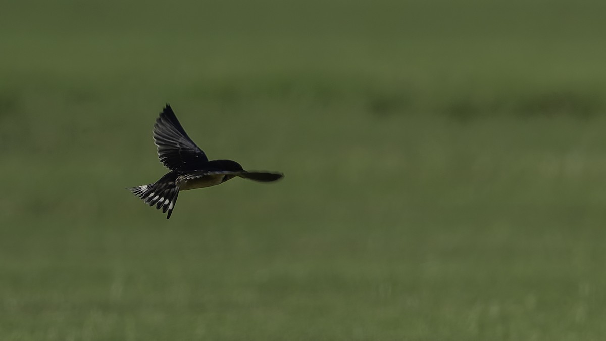 Barn Swallow (American) - ML639705717