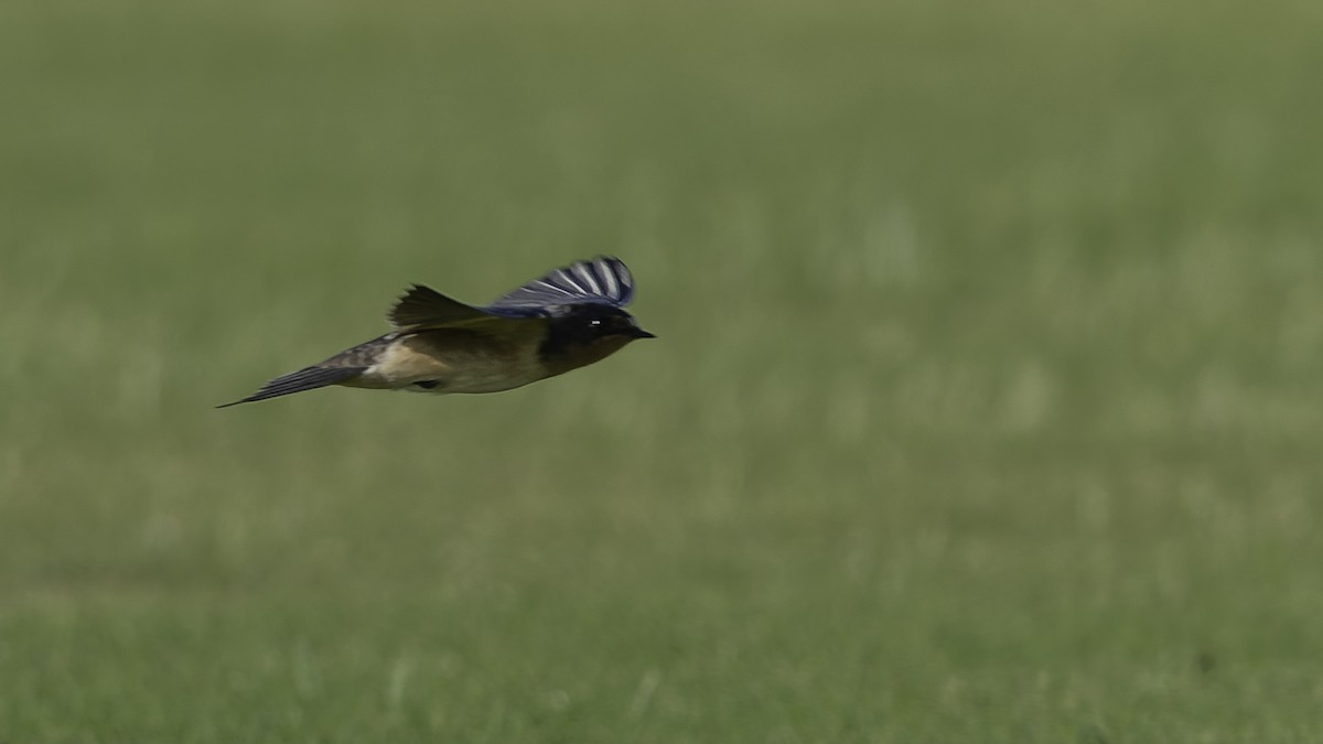 Barn Swallow (American) - ML639705718