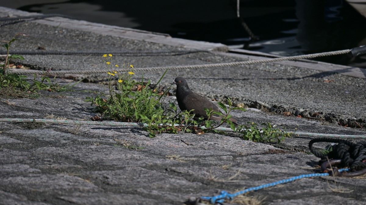 Rock Pigeon (Feral Pigeon) - ML639705720