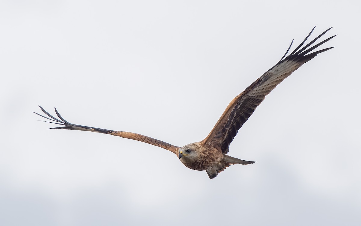Red Kite - ML639705722