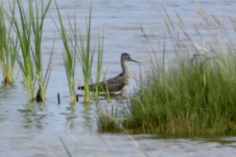Lesser Yellowlegs - ML639705726