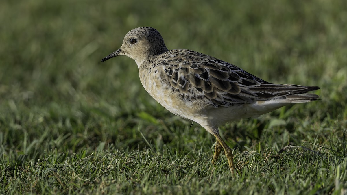 Buff-breasted Sandpiper - ML639705727