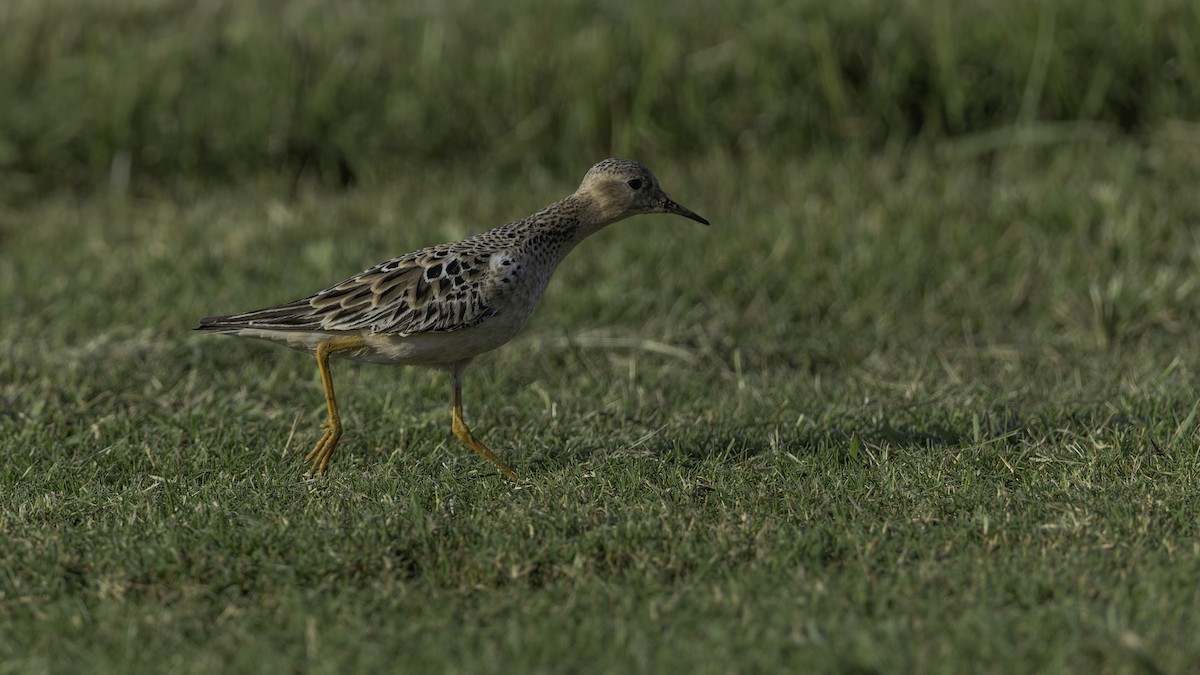 Buff-breasted Sandpiper - ML639705731