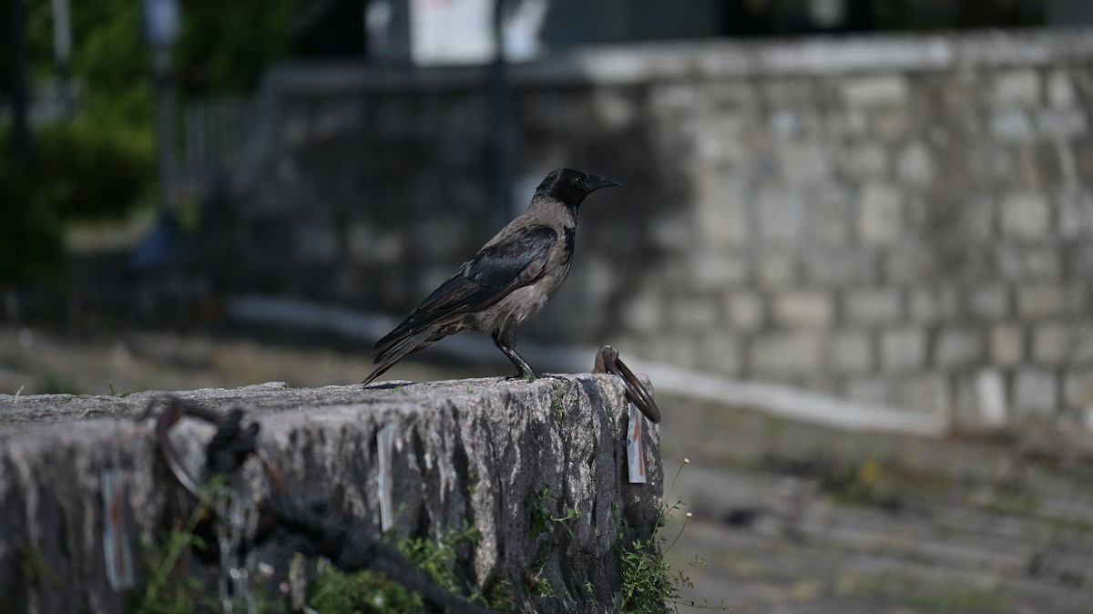 Carrion x Hooded Crow (hybrid) - ML639705733
