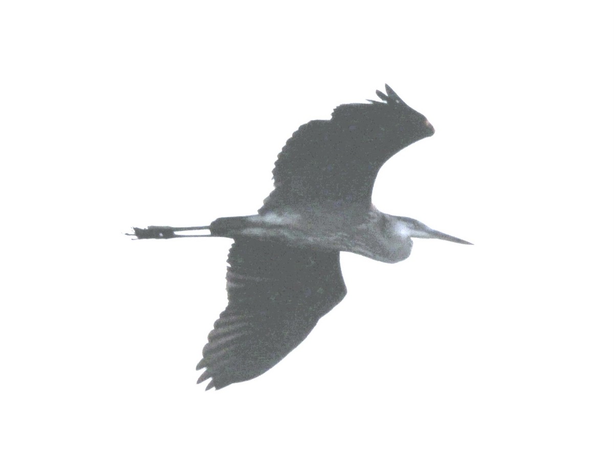 Great Blue Heron - ML639705736