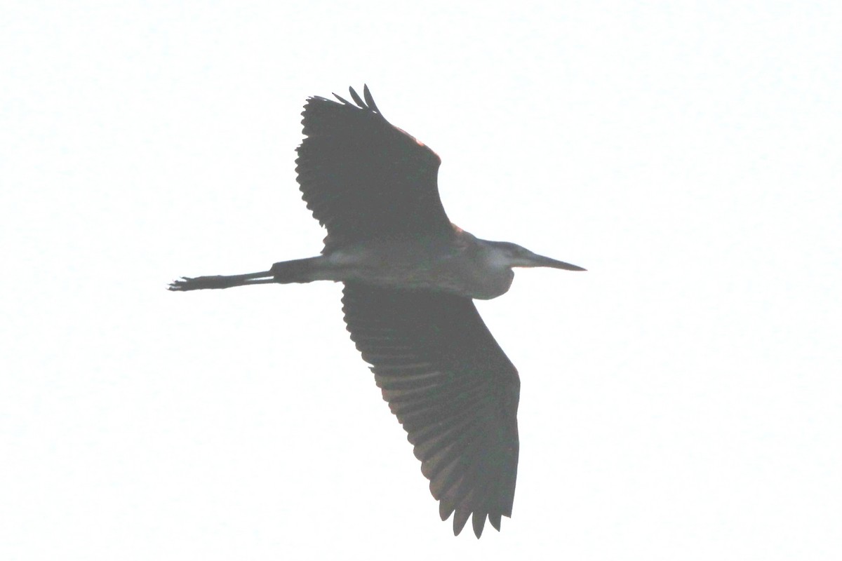 Great Blue Heron - ML639705737