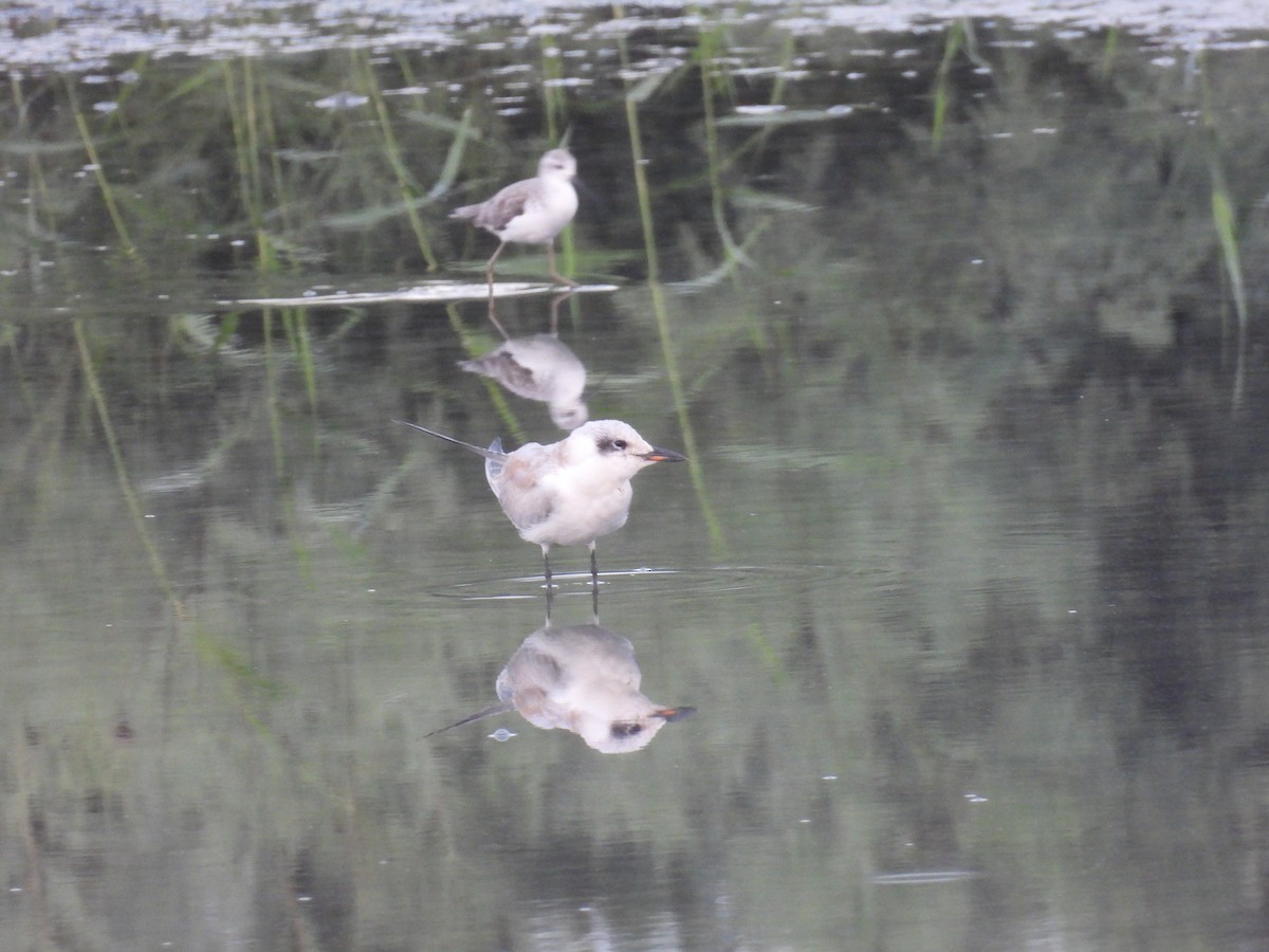 Gull-billed Tern - ML639705744