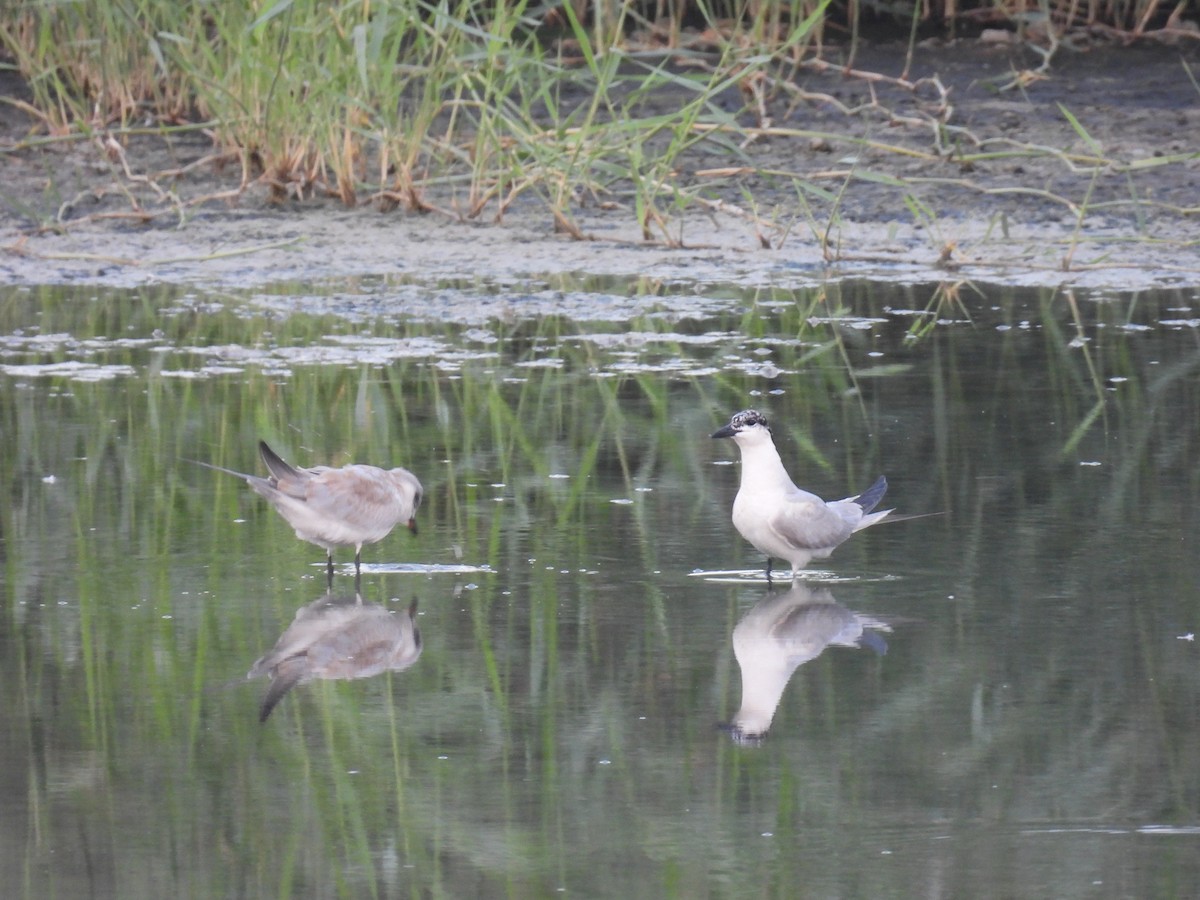 Gull-billed Tern - ML639705745