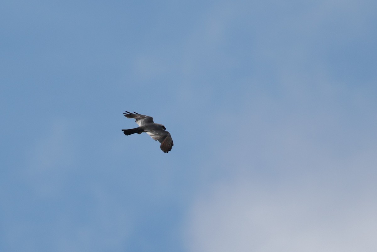 Mississippi Kite - ML639705749