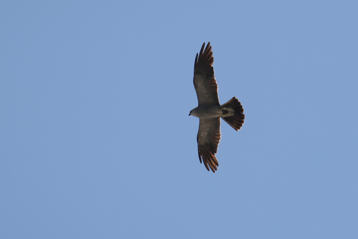 Mississippi Kite - ML639705754