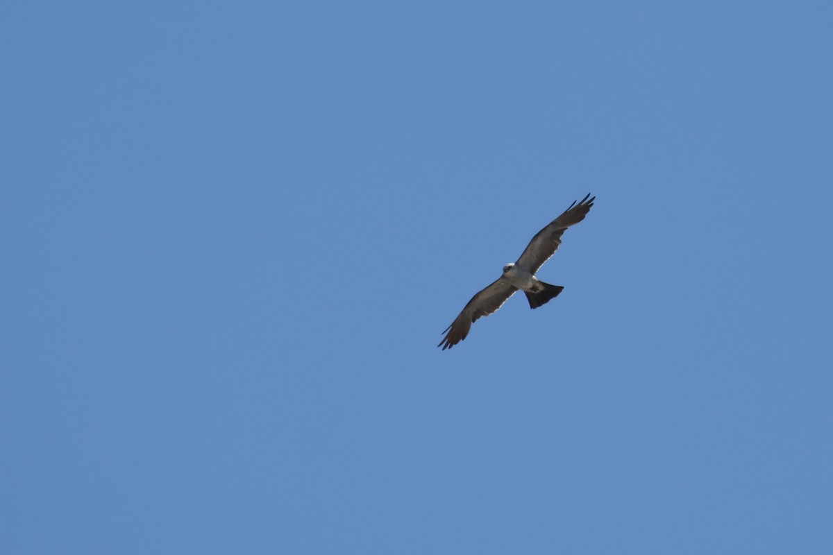 Mississippi Kite - ML639705756