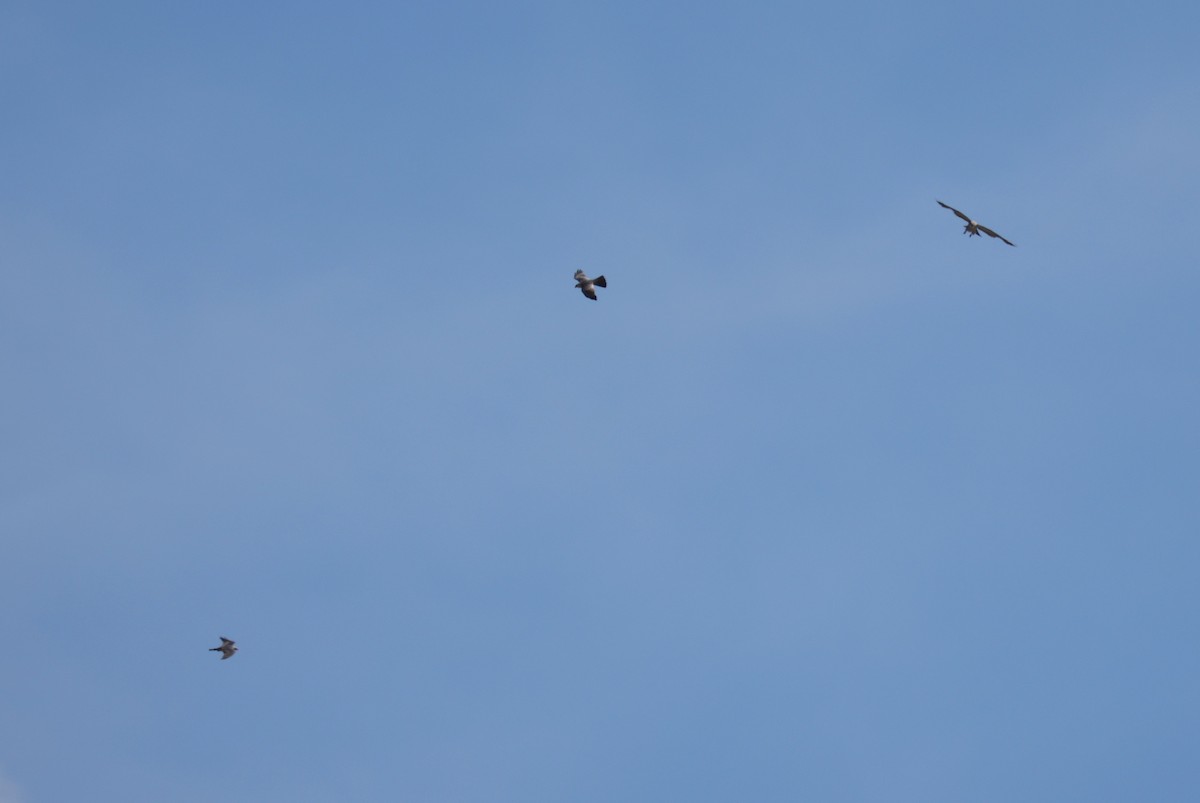 Mississippi Kite - ML639705757