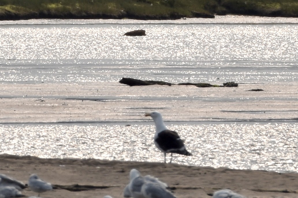Great Black-backed Gull - ML639705758