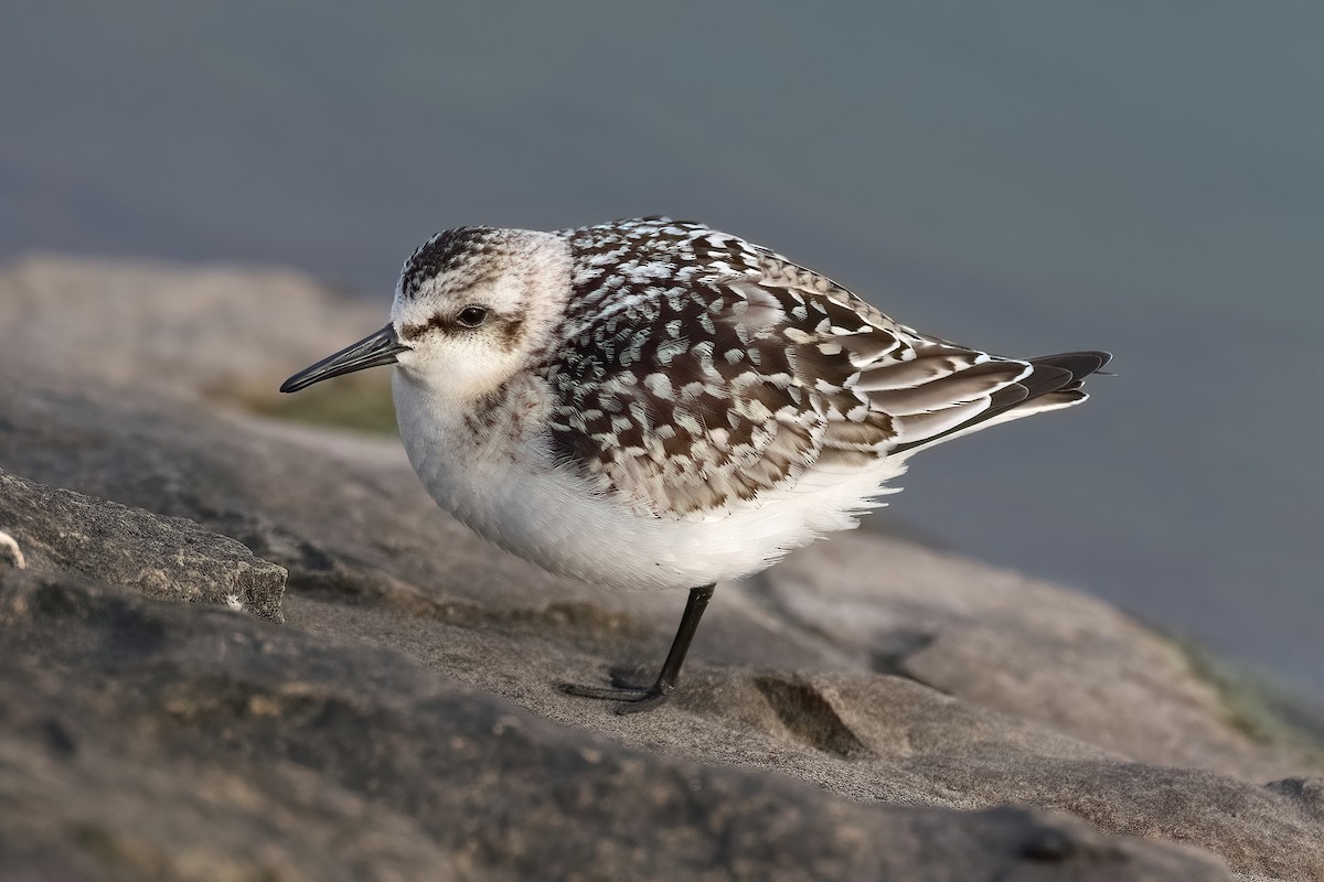 Sanderling - ML639705816