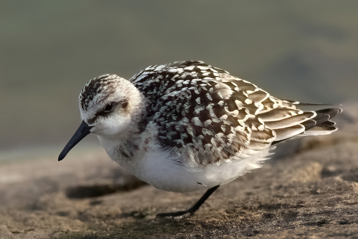 Sanderling - ML639705817