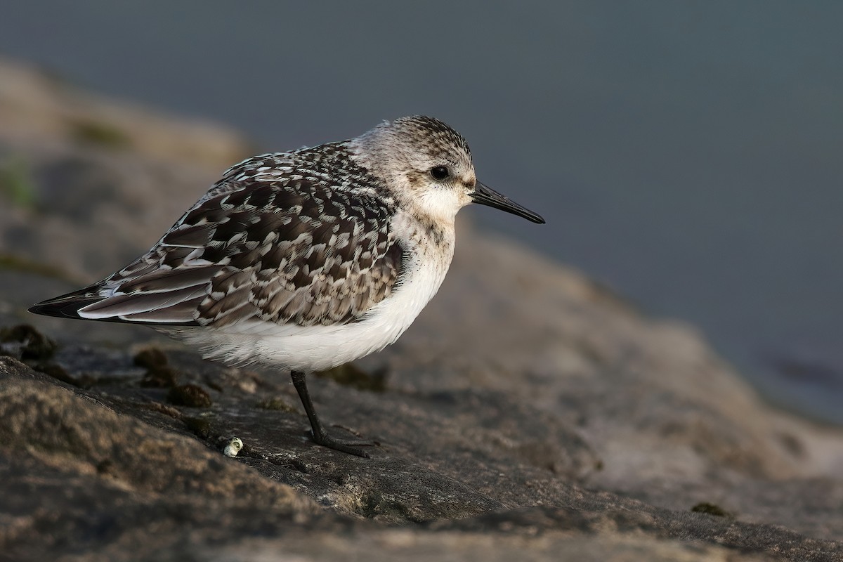 Sanderling - ML639705818