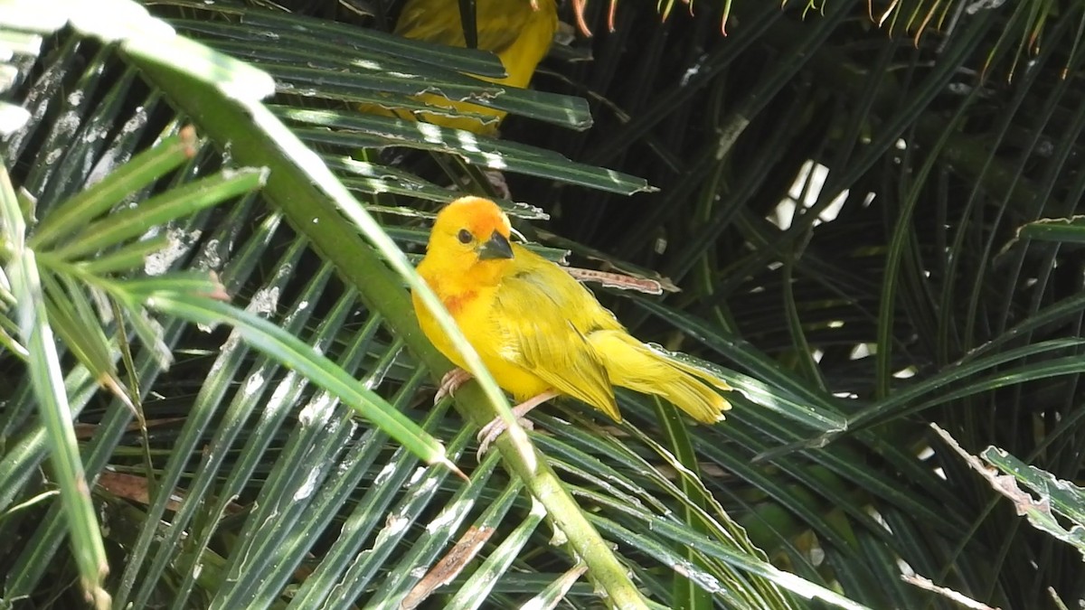 Golden Palm Weaver - ML639705848