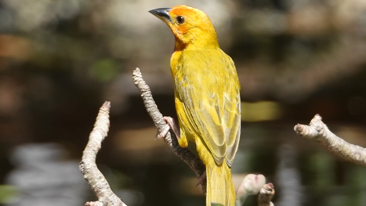 Golden Palm Weaver - ML639705849