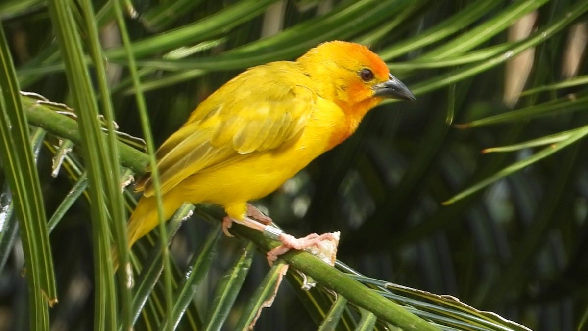 Golden Palm Weaver - ML639705850