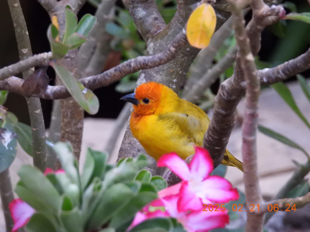 Golden Palm Weaver - ML639705851