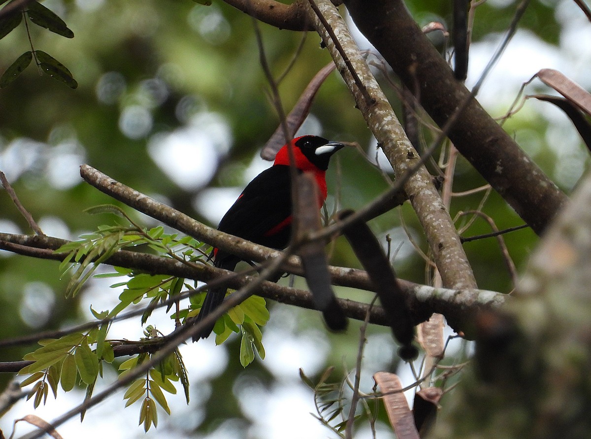 Masked Crimson Tanager - ML639705876