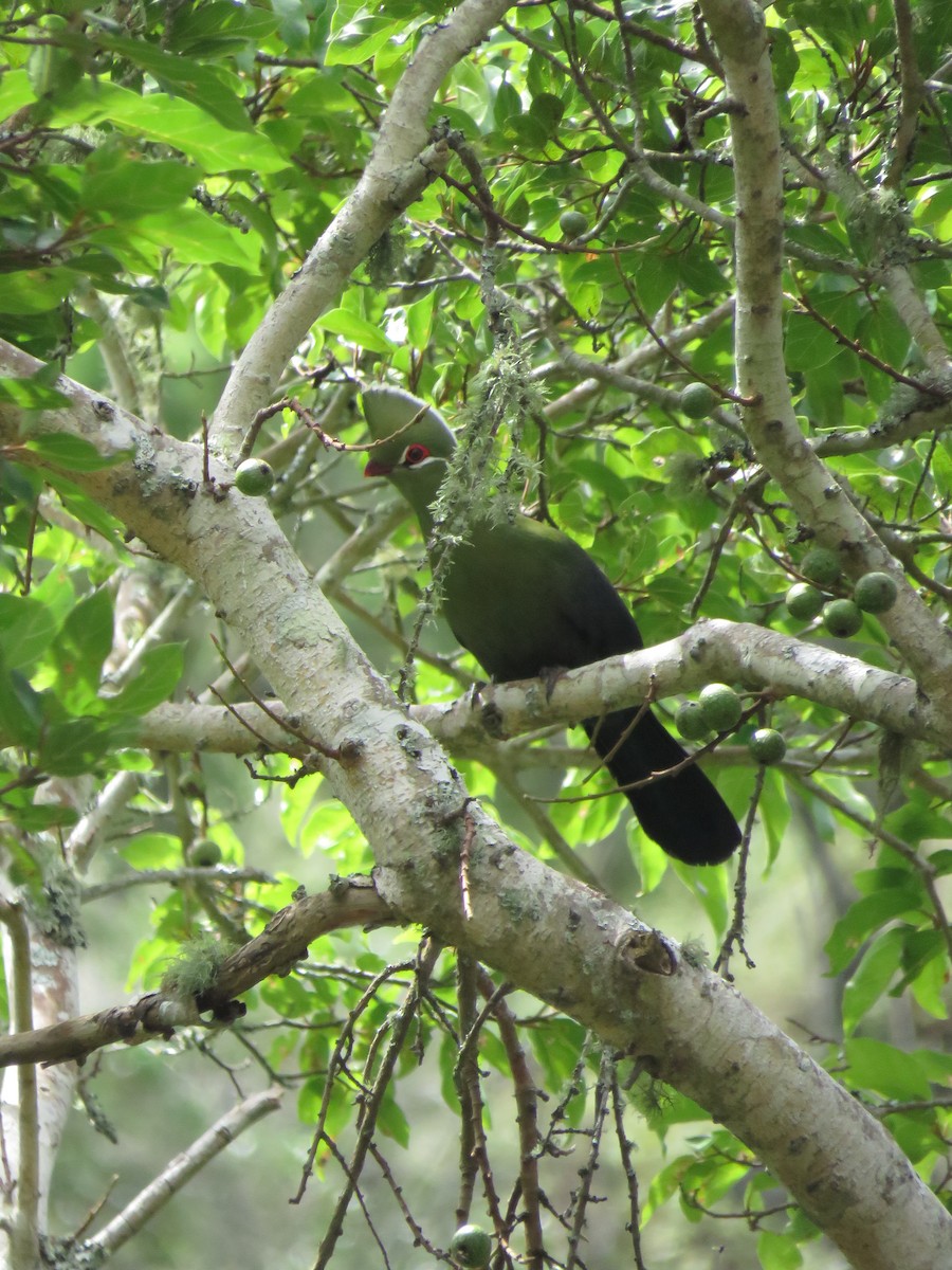 Knysna Turaco - ML639705939