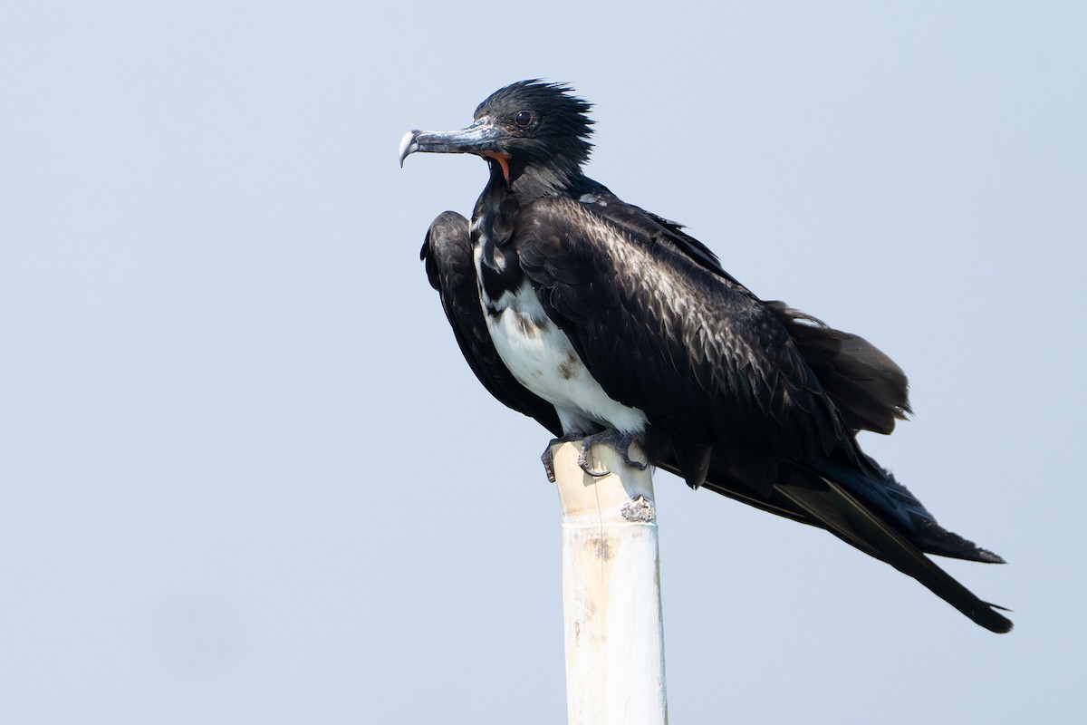 Christmas Island Frigatebird - ML639705965