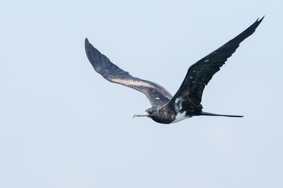 Christmas Island Frigatebird - ML639705966