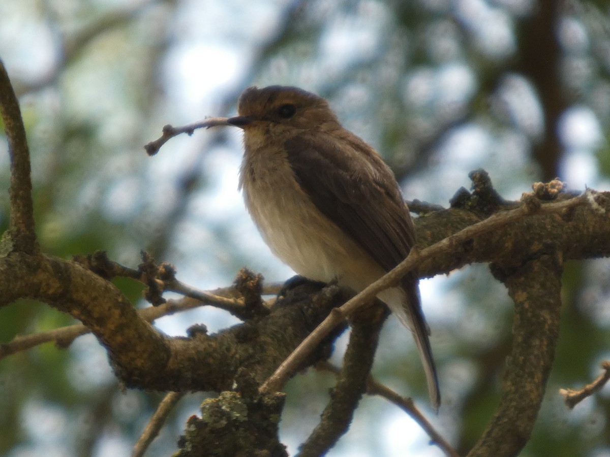 African Dusky Flycatcher - ML639706067