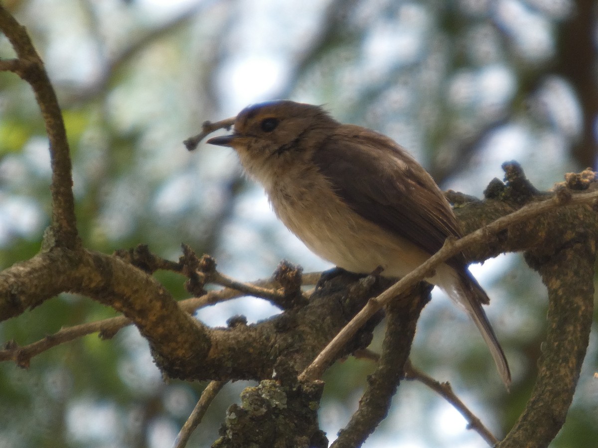 African Dusky Flycatcher - ML639706068
