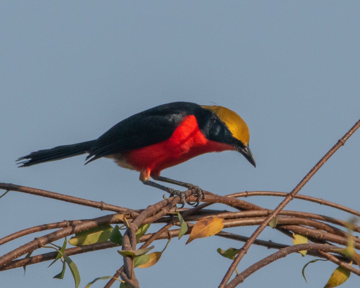 Yellow-crowned Gonolek - ML639706099
