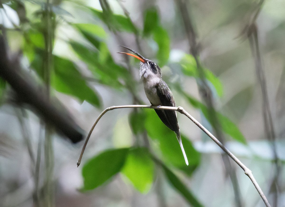 Great-billed Hermit - ML639706166