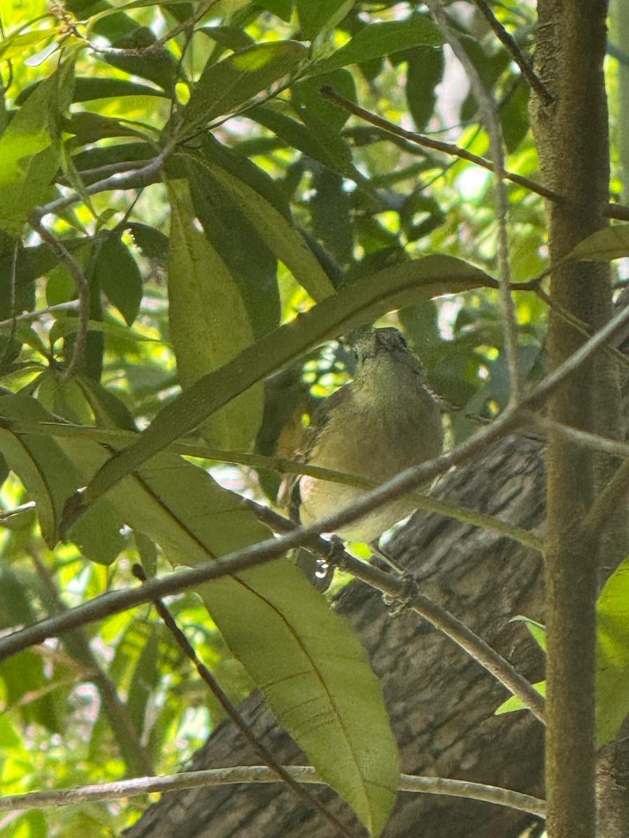 Arafura Shrikethrush - ML639706200
