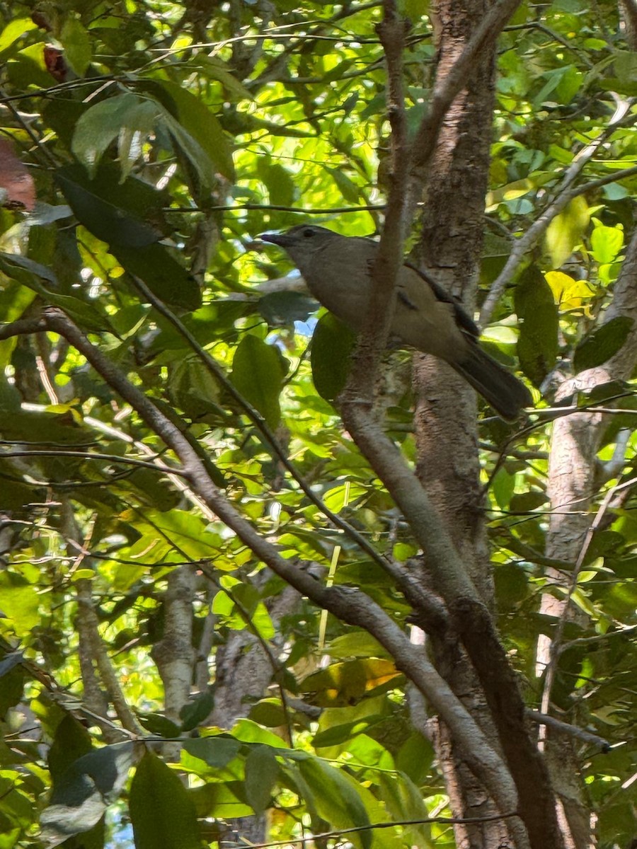 Arafura Shrikethrush - ML639706201