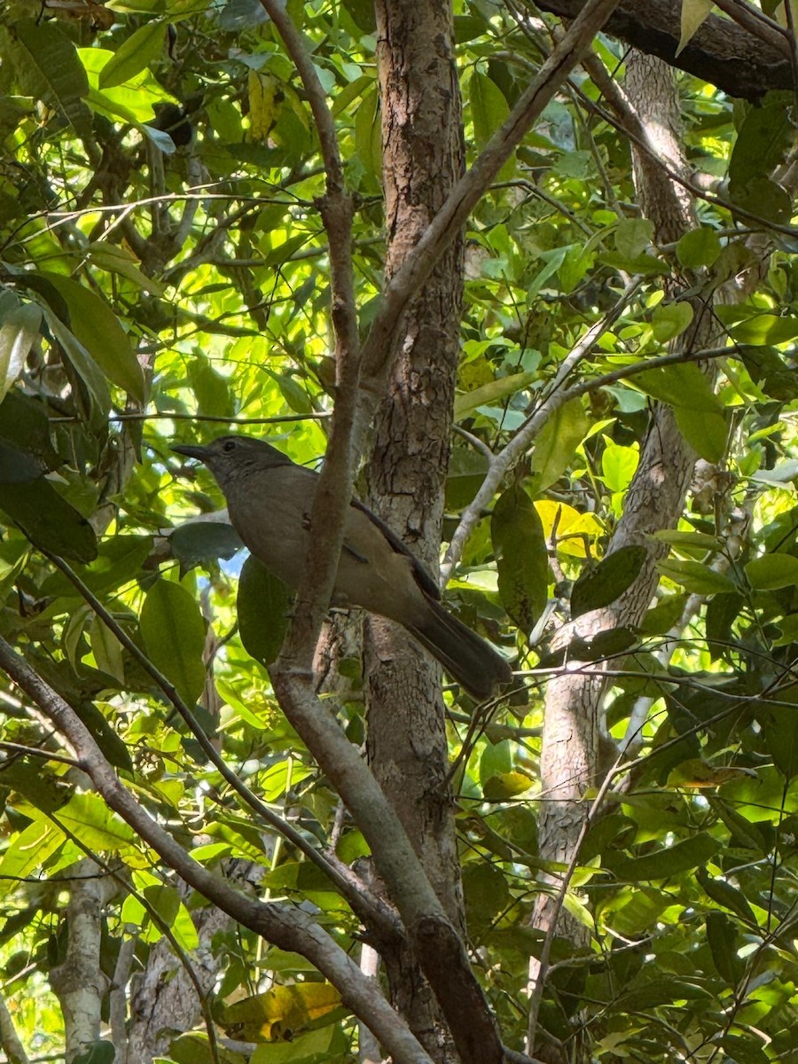 Arafura Shrikethrush - ML639706202