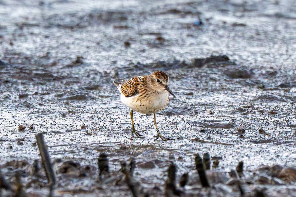 Least Sandpiper - ML639706279