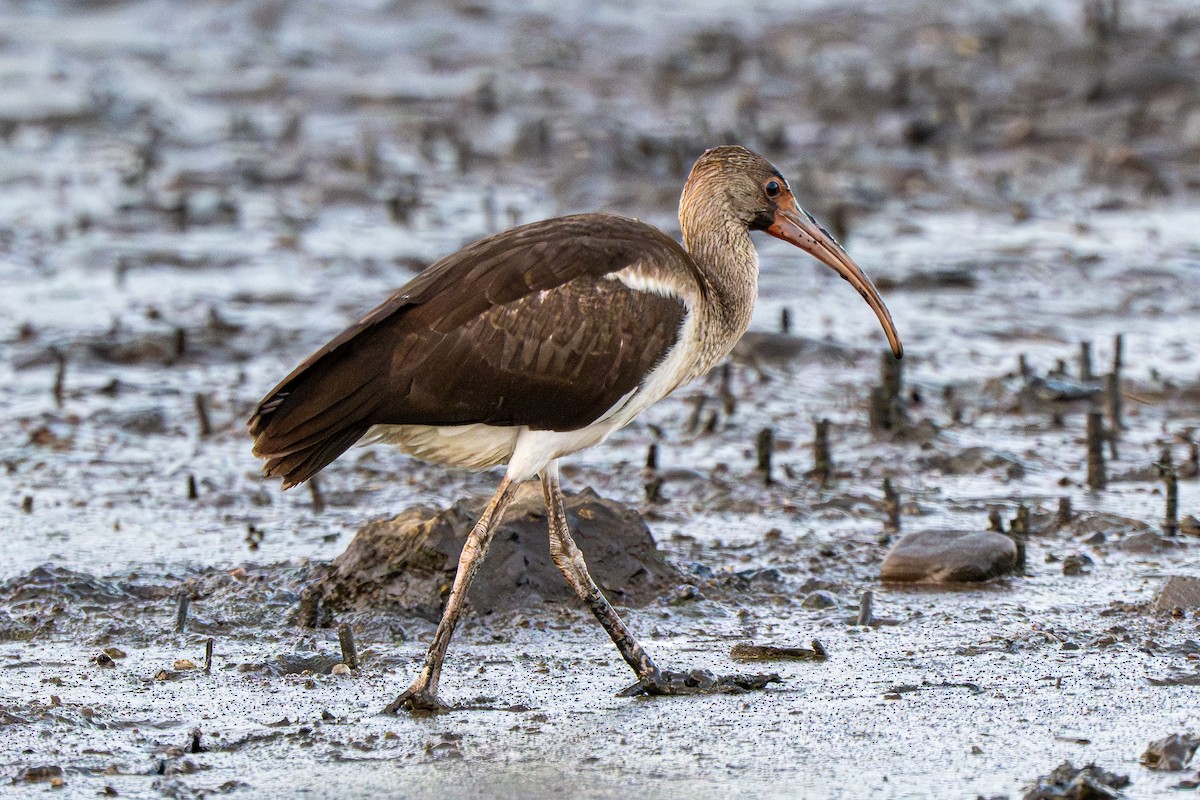 White Ibis - ML639706285