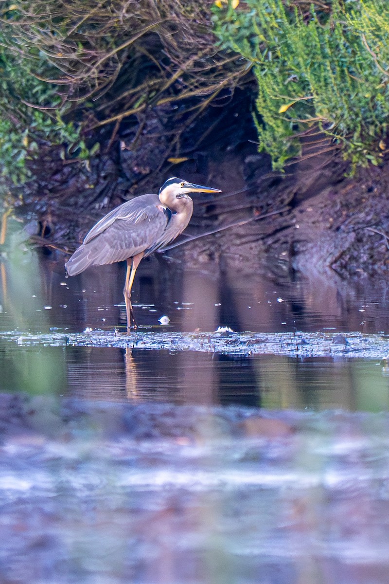 Great Blue Heron (Great Blue) - ML639706289