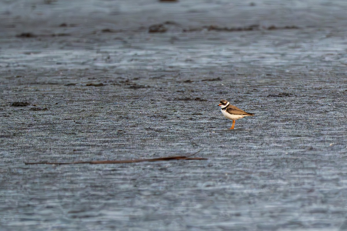 Semipalmated Plover - ML639706290