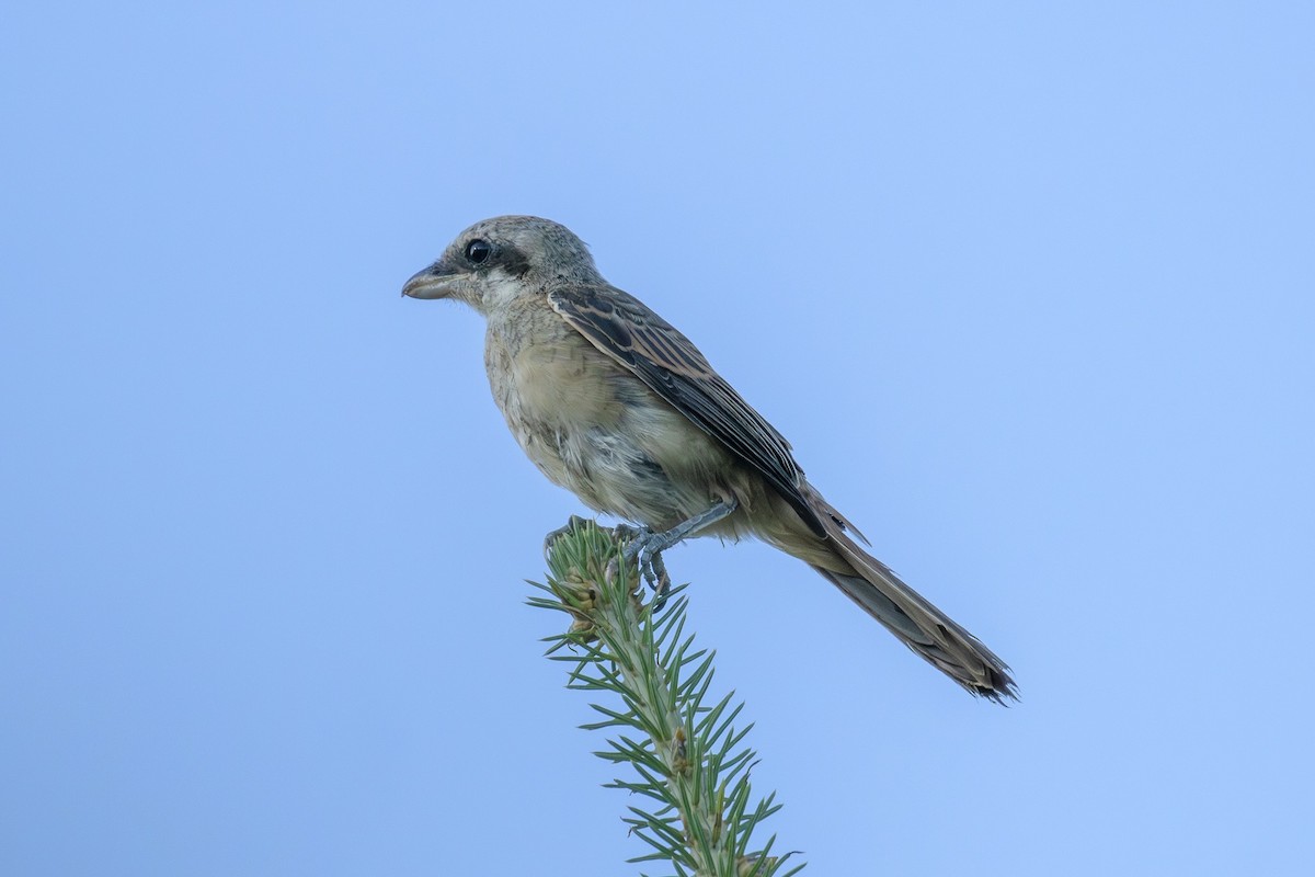 Brown Shrike - ML639706293