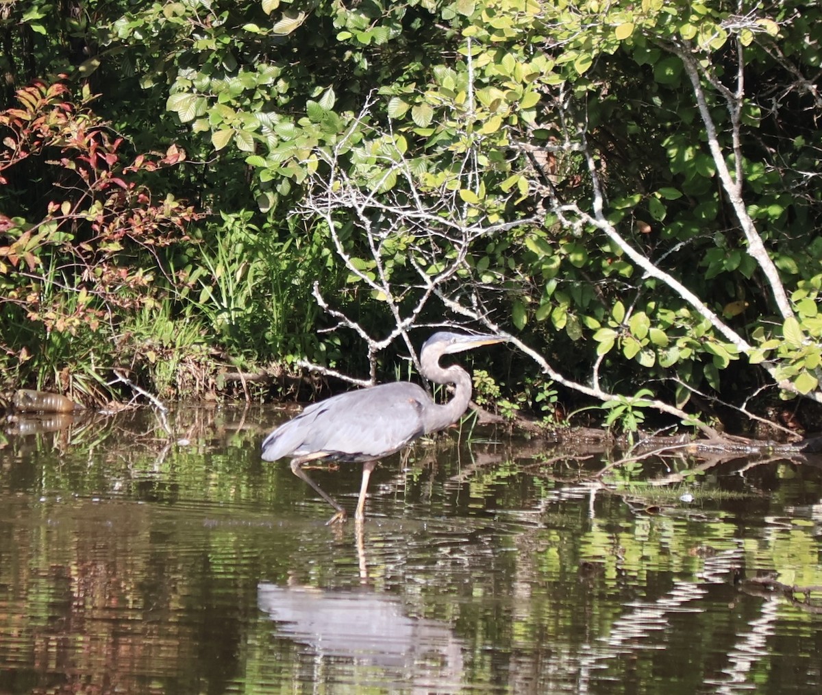 Great Blue Heron - ML639706319