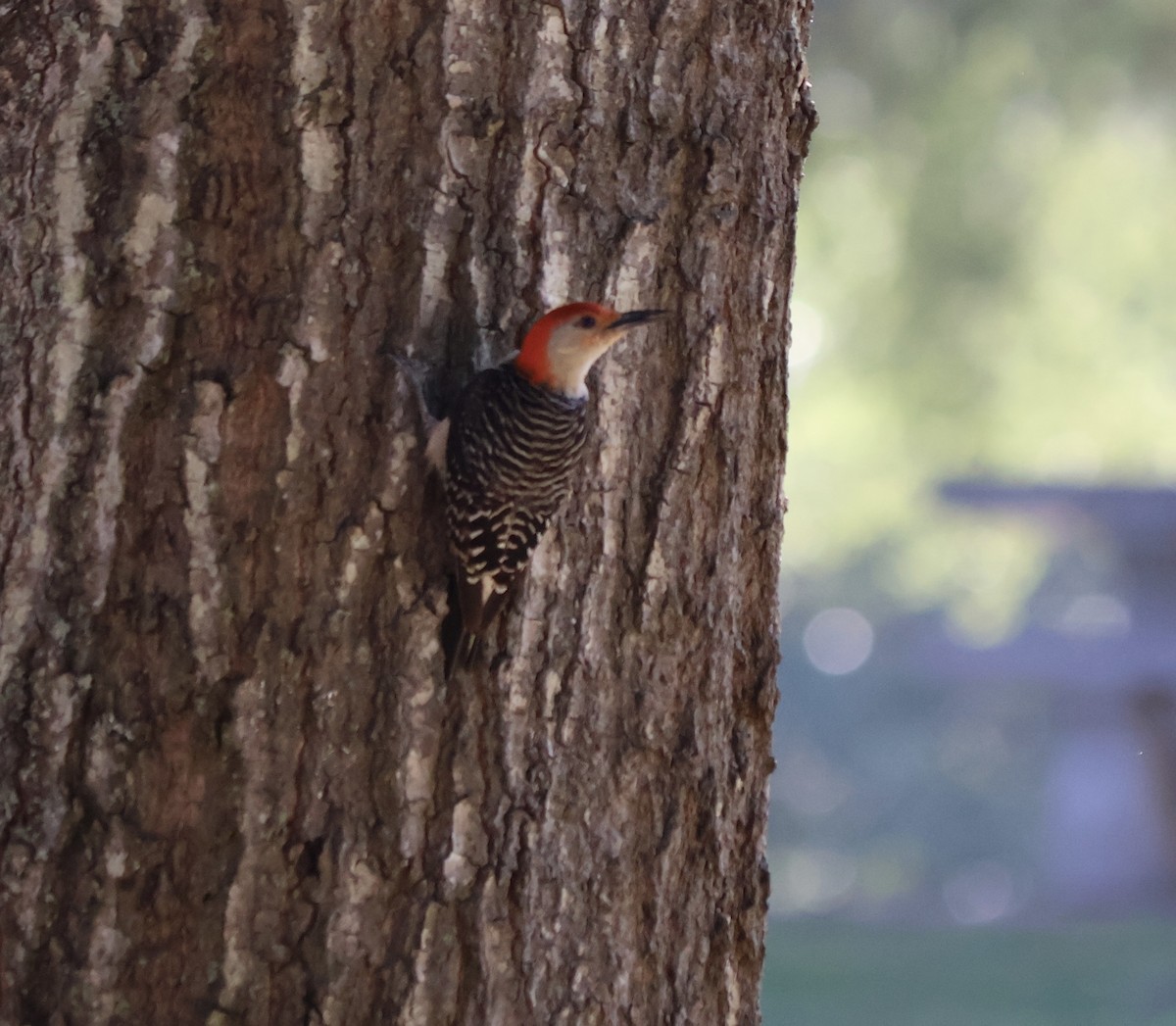 Red-bellied Woodpecker - ML639706333