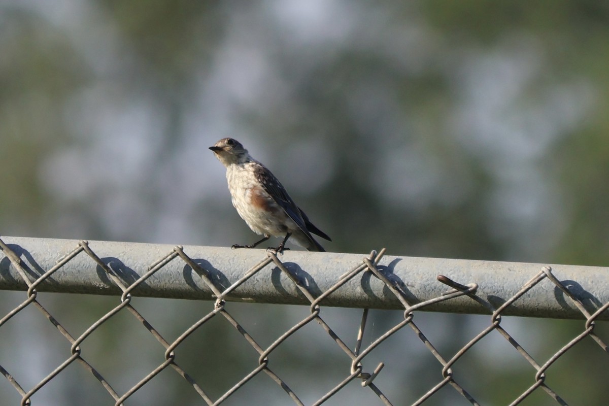 Eastern Bluebird - ML639706345
