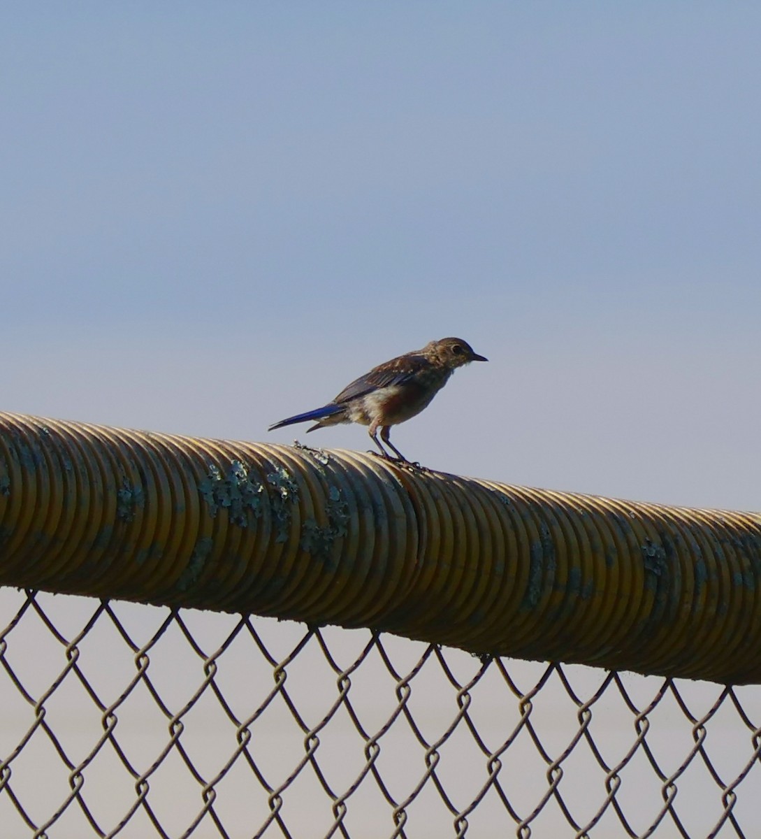Eastern Bluebird - ML639706346