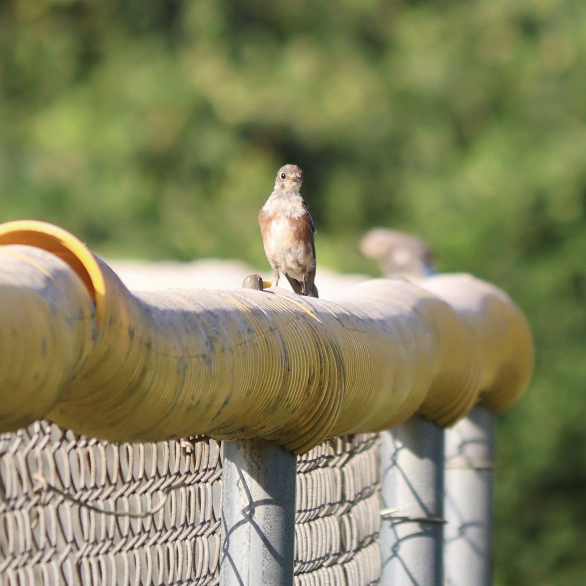Eastern Bluebird - ML639706347